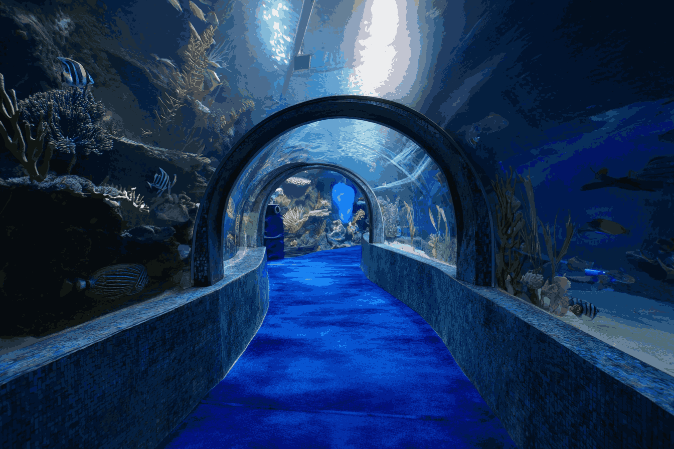 шарджа аквариум