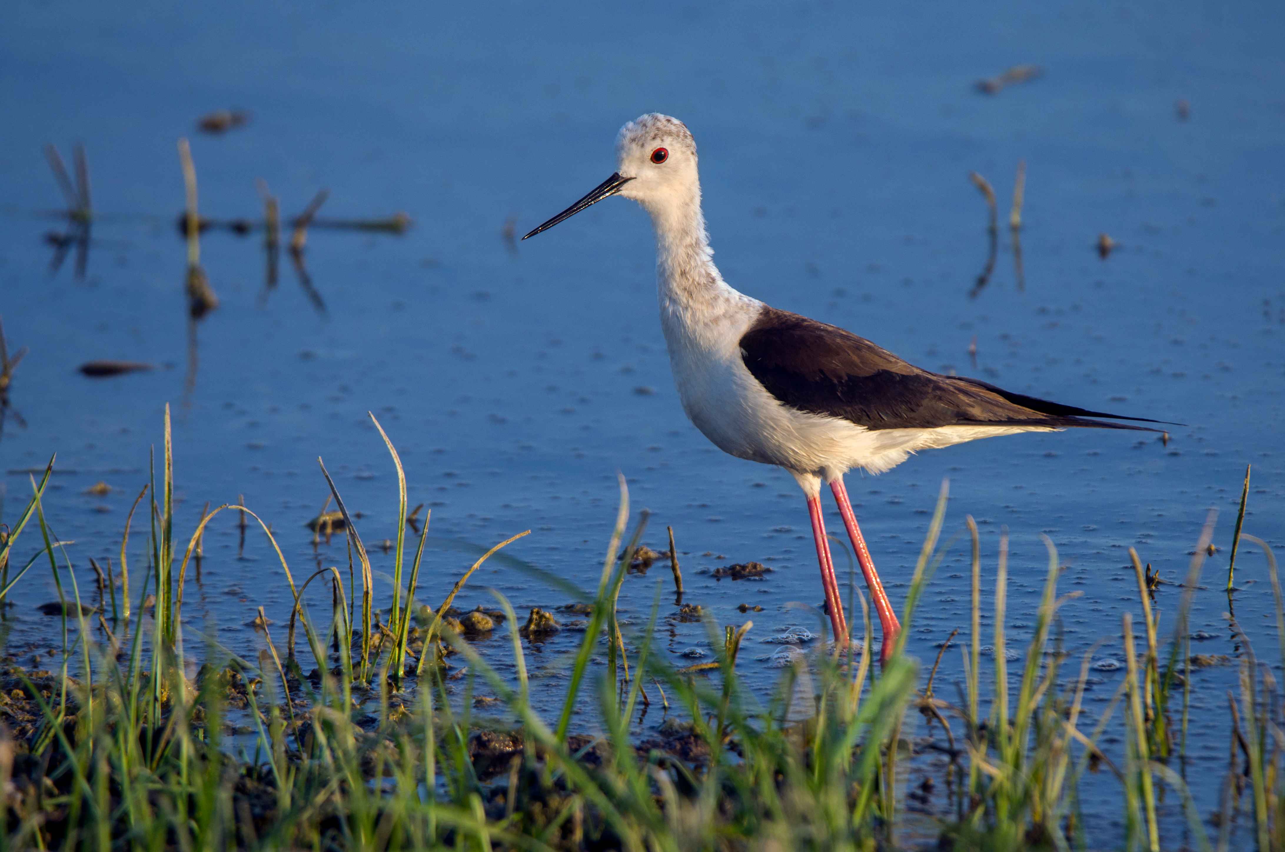 белек что посмотреть самостоятельно